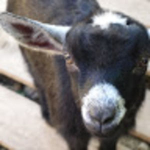 Meet your Posher, Amelia